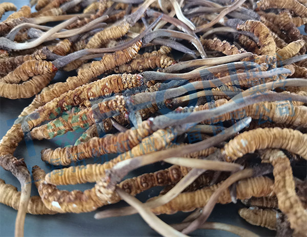 虫草冻干：中试中药材真空冷冻干燥机及冬虫夏草冻干技术