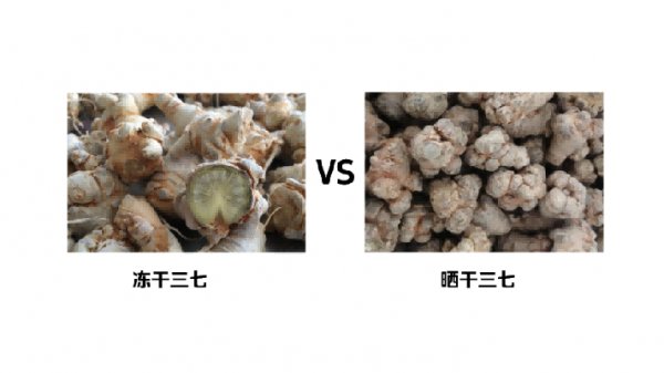 冷冻干燥机三七冻干工艺研究保留皂苷成分